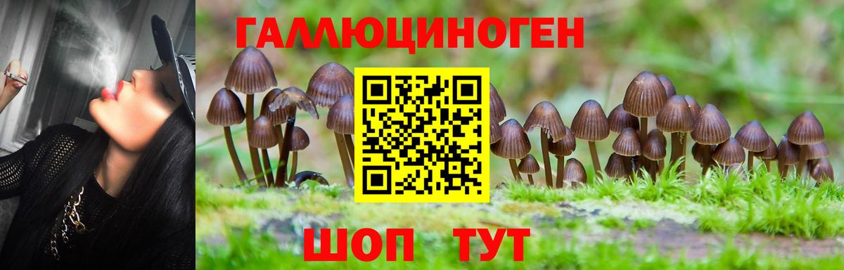 Псилоцибиновые грибы Magic Shrooms  Галлюциногенные грибы GOLDEN TEACHER  Лесной  Вход с VPN 